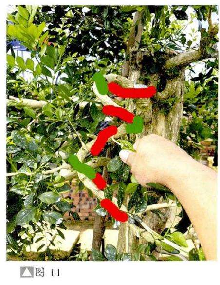 图解 彭盛材盆景怎么快速造型的12个步骤