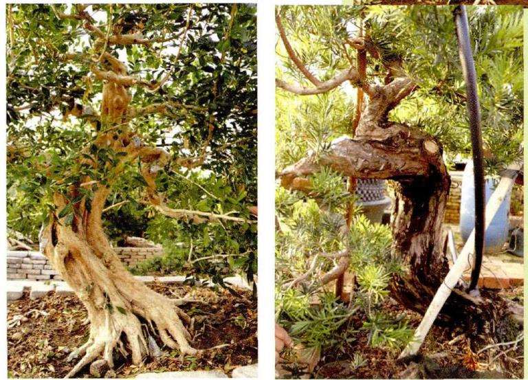 图解 彭盛材盆景怎么快速造型的12个步骤