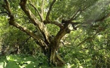 古树树龄怎么测定的7个方法分析