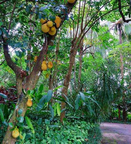 海南万宁县植物园