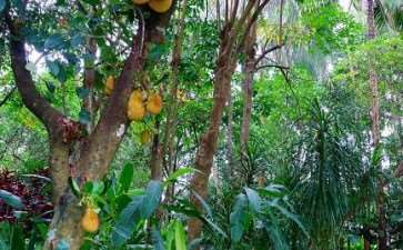 海南万宁县植物园