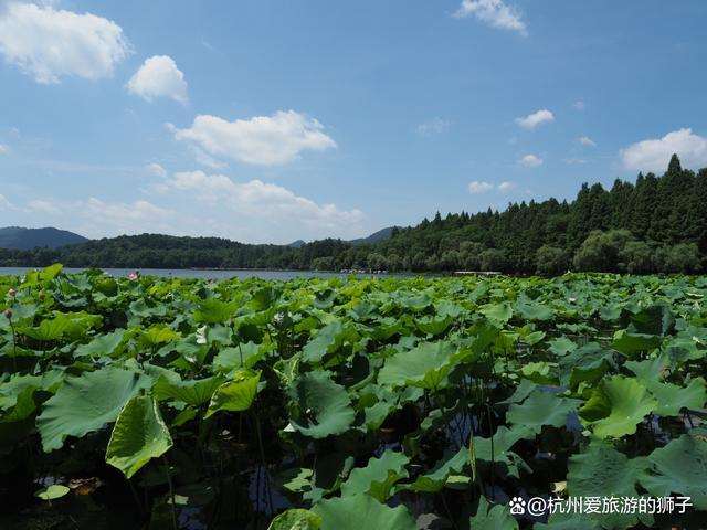 杭州西湖植物季节性物候指示和特色物候组合