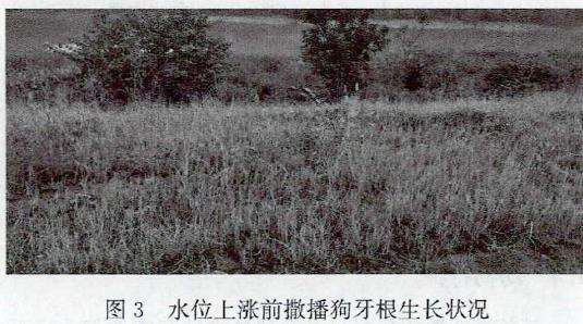 三峡水库植物景观怎么设计的4个策略