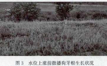 三峡水库植物景观怎么设计的4个策略