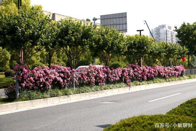 上海辰山植物园多样性存在的3个问题