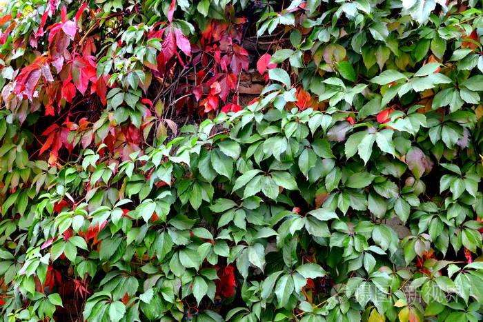 典型植物群落结构与物种多样性