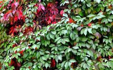 典型植物群落结构与物种多样性