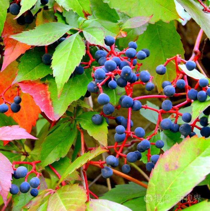 上海溶剂厂工业区植物的3个多样性