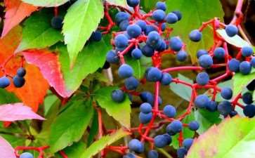 上海溶剂厂工业区植物的3个多样性