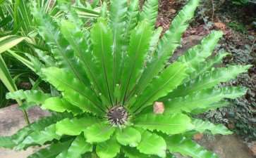 常绿阔叶植物为北京冬季增添更多生机