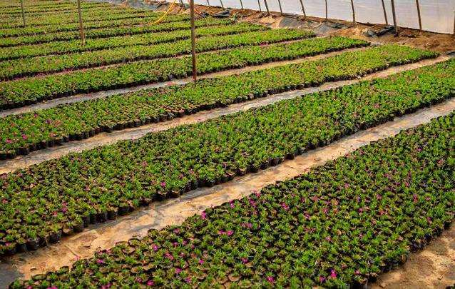 河北苗圃协助苗企高质量发展的3个方法