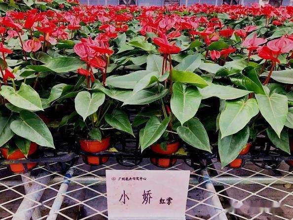 2023年 广州棉高路花市的行情