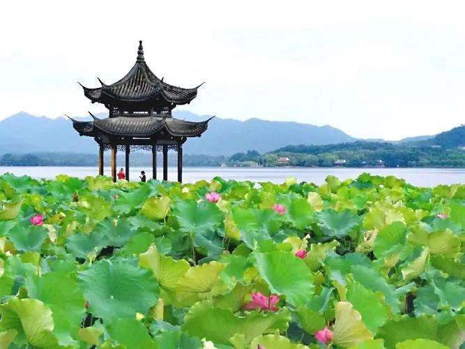 当生长必需的铜变成荷花的毒药 怎么办