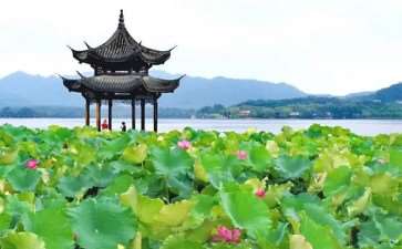 当生长必需的铜变成荷花的毒药 怎么办