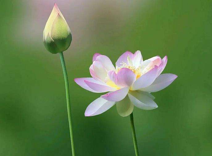 荷花耐水淹响应机理研究及耐铜胁迫分子研究