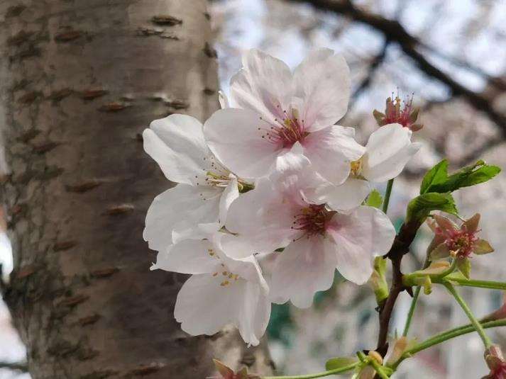 2022年 青岛樱花销量仍与往年持平