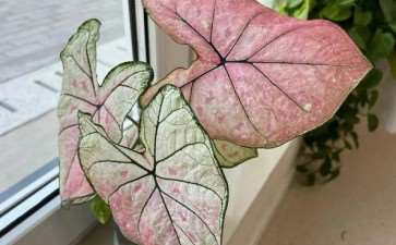 2021年 彩叶芋销售火爆