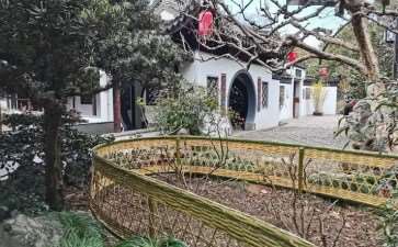 盛鑫林的基地共生产80亩黄金茶成品篱