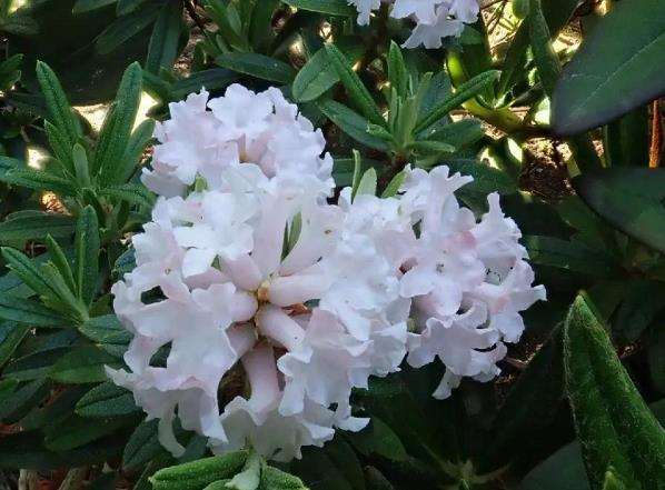 福建省2023年杜鹃花展