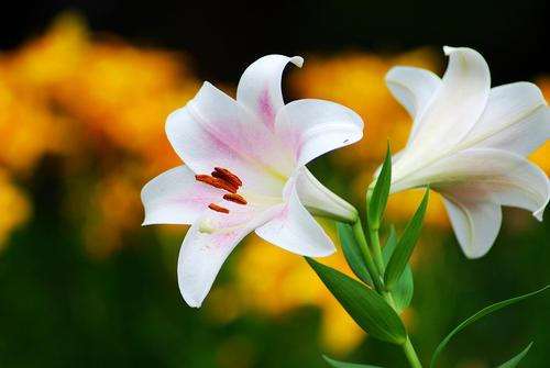 2023年春节百合后花价不降反涨