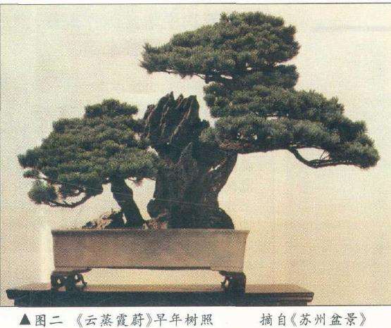 论盆景后期怎么保养的4个方法 图片