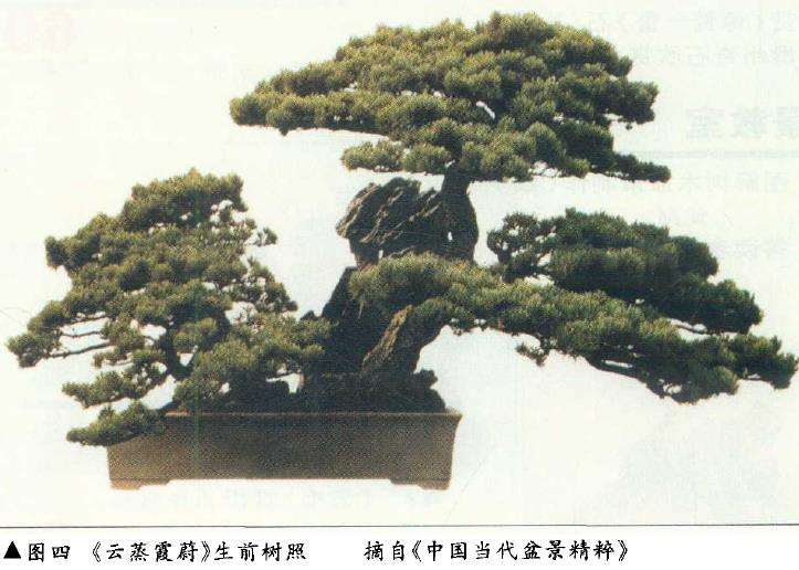 论盆景后期怎么保养的4个方法 图片