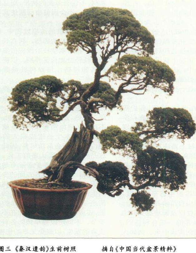 论盆景后期怎么保养的4个方法 图片