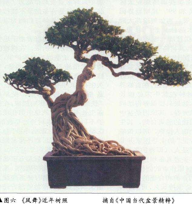 论盆景后期怎么保养的4个方法 图片