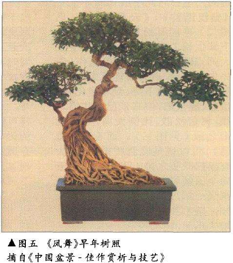 论盆景后期怎么保养的4个方法 图片