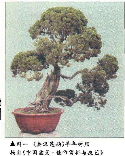 论盆景后期怎么保养的4个方法 图片