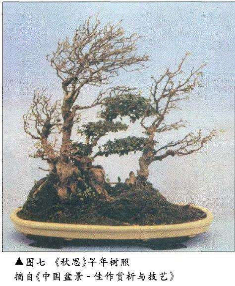 论盆景后期怎么保养的4个方法 图片