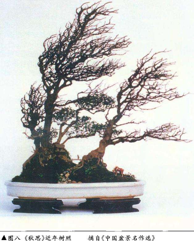 论盆景后期怎么保养的4个方法 图片