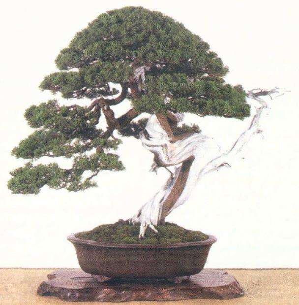 台湾风格盆景有3点 值得我们学习