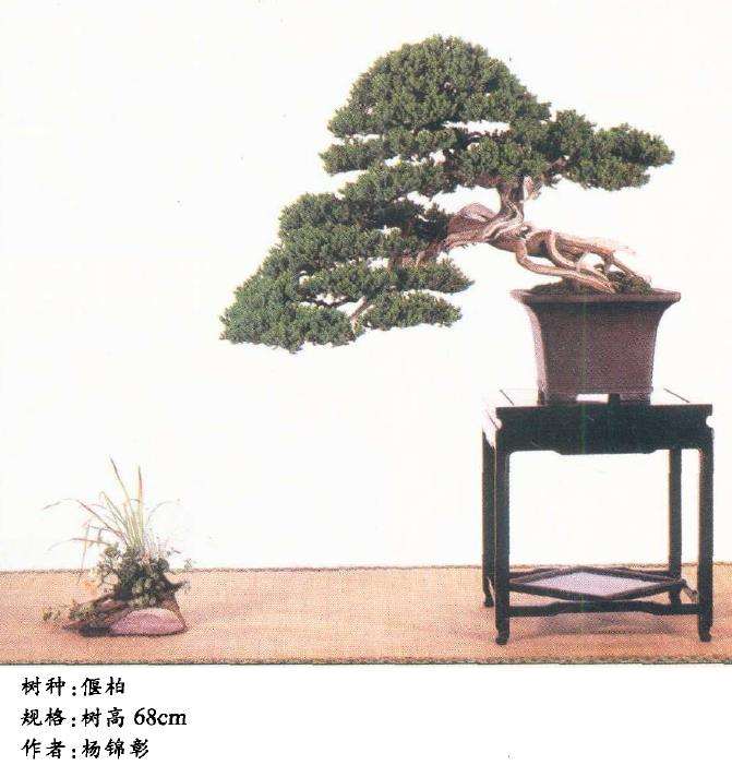 台湾风格盆景有3点 值得我们学习