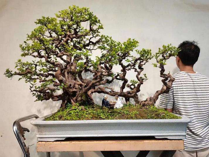 雀梅盆景参展后怎么养护管理的2个方法