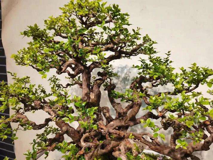 雀梅盆景参展前怎么养护管理的3个方法