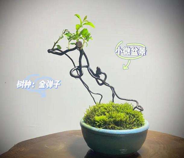 成都郸都小微盆景的致富路