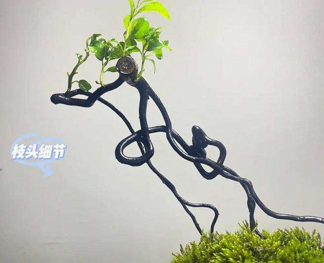 成都郸都小微盆景的致富路