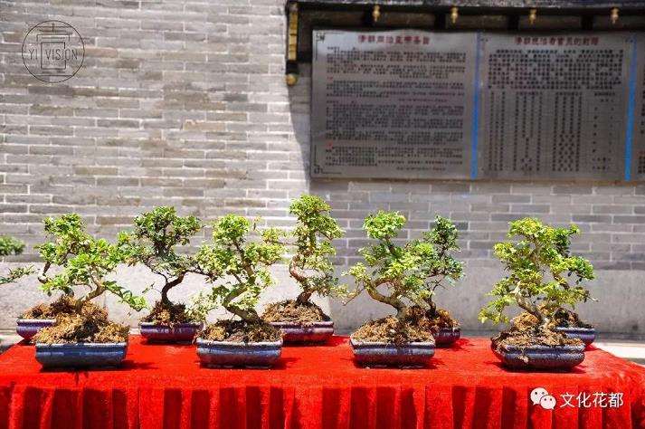 怎么发展瑞岭盆景的3个对策和建议