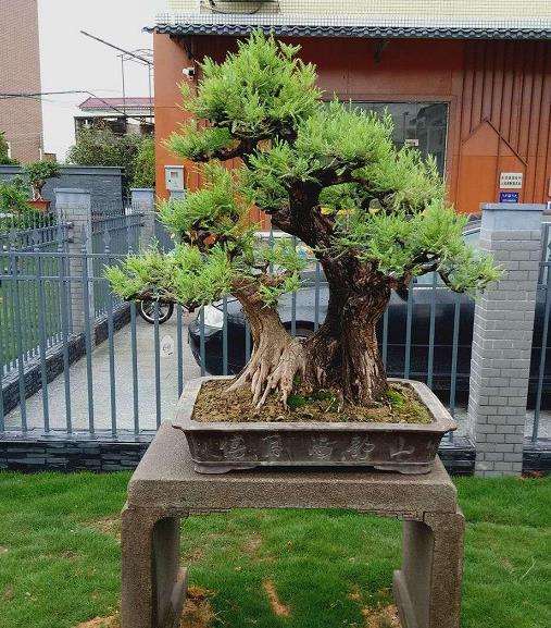 瑞岭村盆景产业经济发展概况