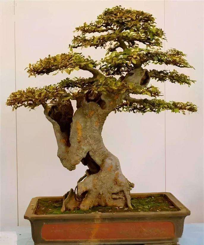 巧夺天工的扬派盆景艺术