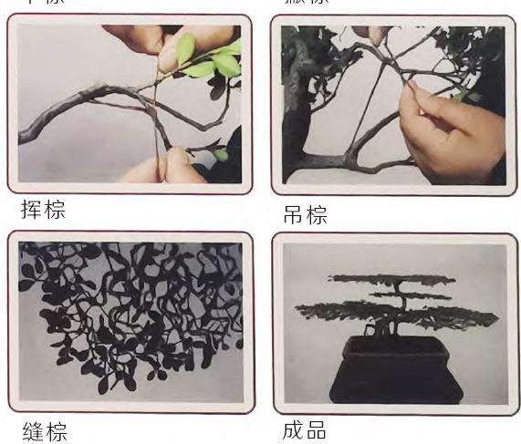 图解 扬派盆景怎么剪扎的3个技艺