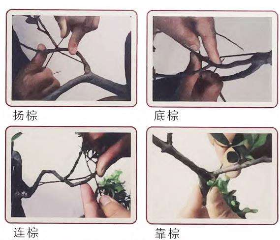 图解 扬派盆景怎么剪扎的3个技艺