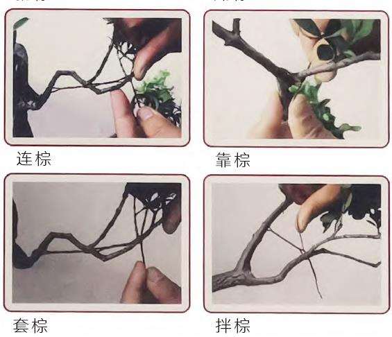 图解 扬派盆景怎么剪扎的3个技艺