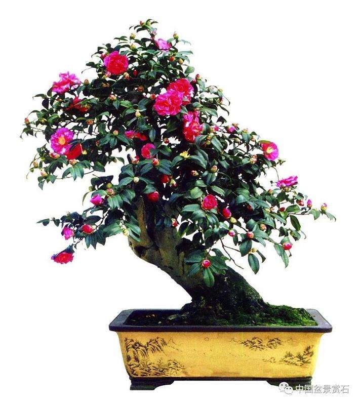 山茶花盆景怎么施工创新的5个应用