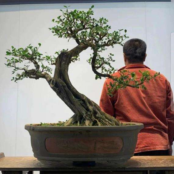 岭南盆景怎么日常养护的3个人为因素