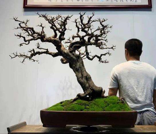 岭南盆景怎么日常养护的3个自然因素