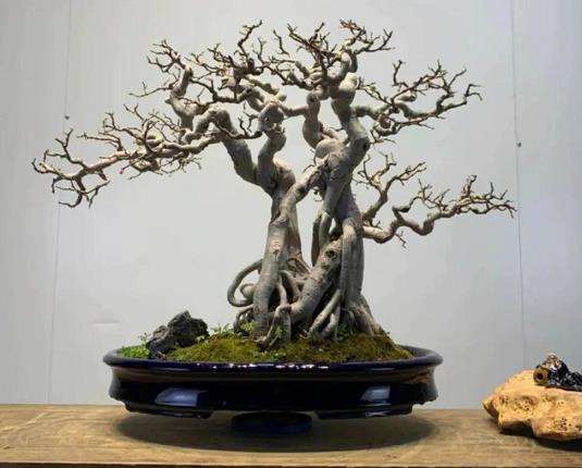 岭南盆景怎么修剪整形的4个方法