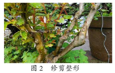 岭南盆景怎么修剪整形的4个方法