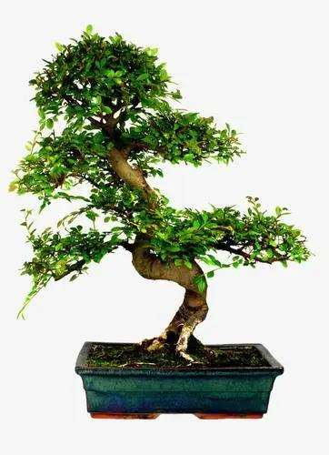 现代生态园林设计中融入盆景元素的3个必要性